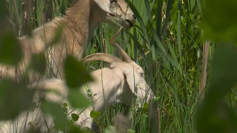 Story image: Orangetown using goats to clear invasive plants for first time