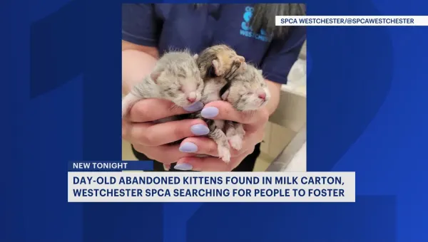 Day-old abandoned kittens found in milk carton in need of foster homes