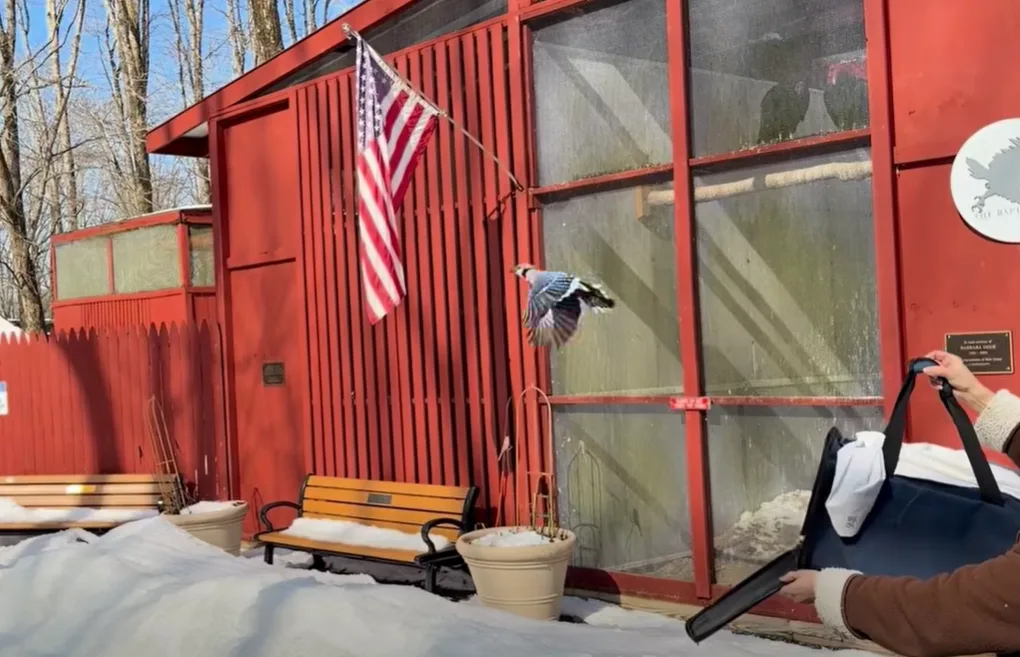 Blue Jay Released