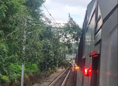 Downed tree