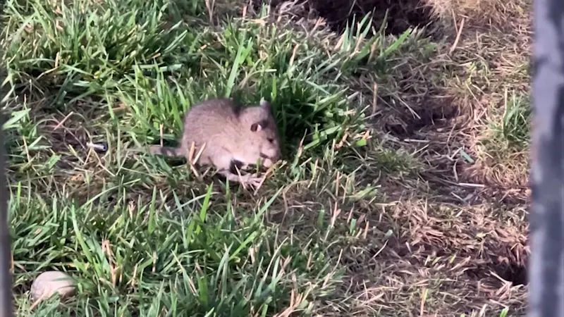 Story image: Town takes action after News 12 exposes major rat infestation in downtown Huntington