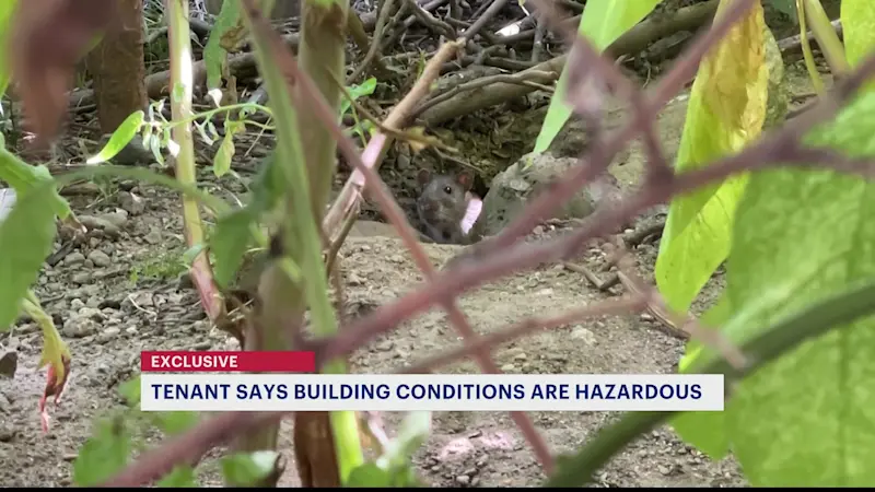 Story image: Exclusive: Sheepshead Bay tenant calls for help amid rodent and safety concerns