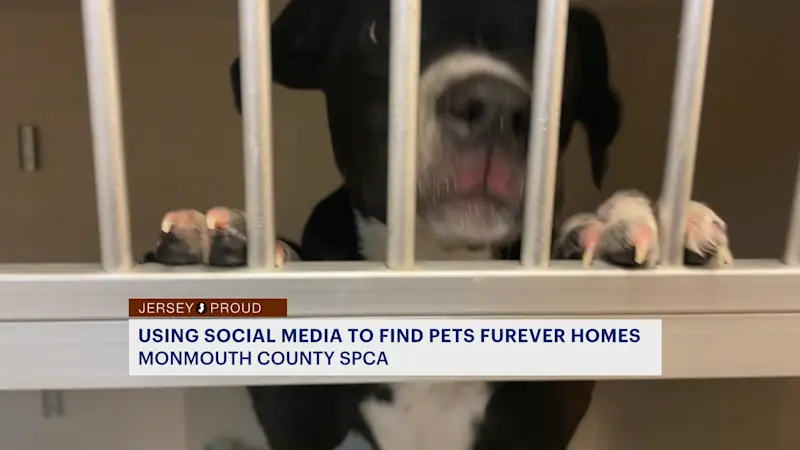 Story image: Jersey Proud: How Monmouth County SPCA uses social media to help animals find fur-ever homes