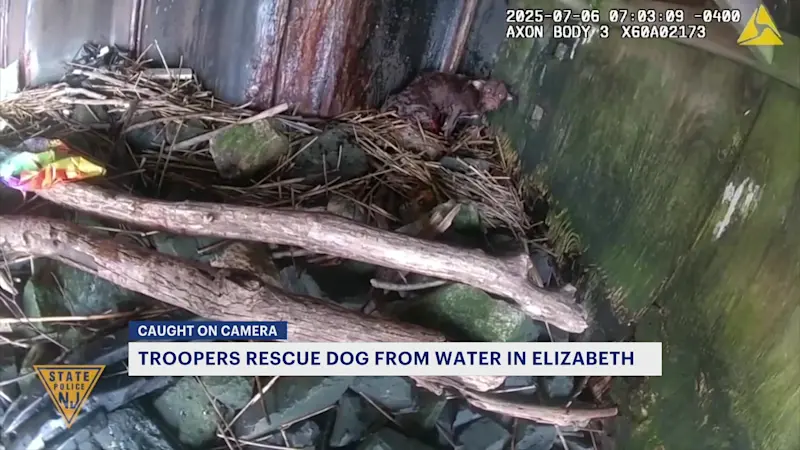 Story image: State troopers rescue dog from tidal waters in Elizabeth