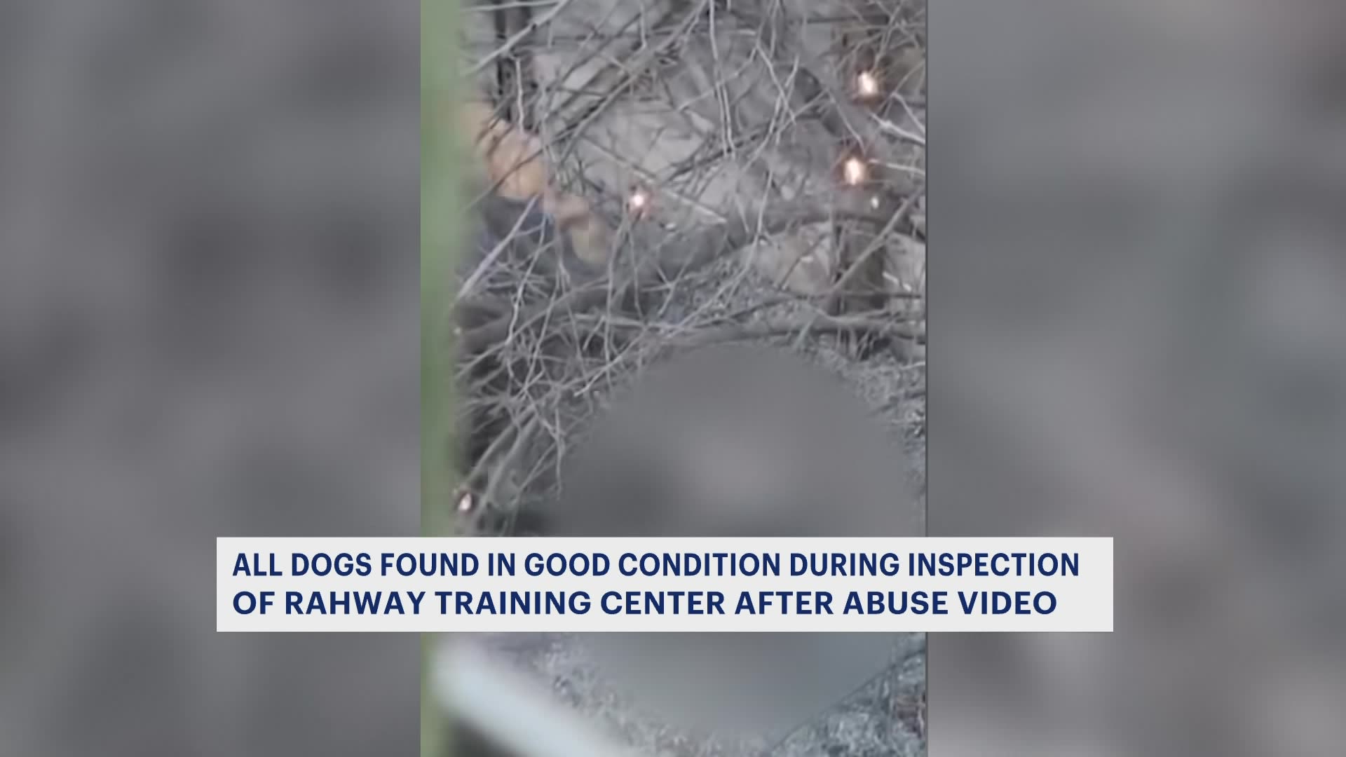 Rahway animal rescue shut down after online video shows apparent abuse