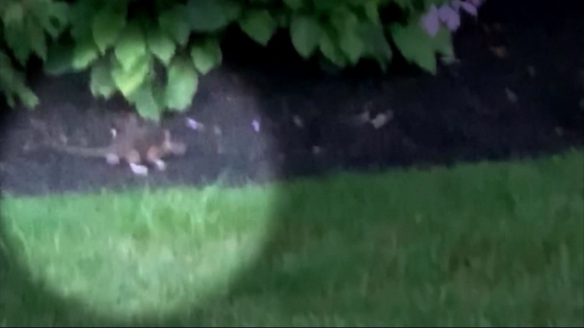 News 12 | Bronx | Rats Yonkers Neighborhood Plagued With Covid 19 ...