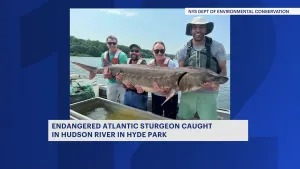 River Monster! 6-foot-long Atlantic sturgeon caught in Hudson River