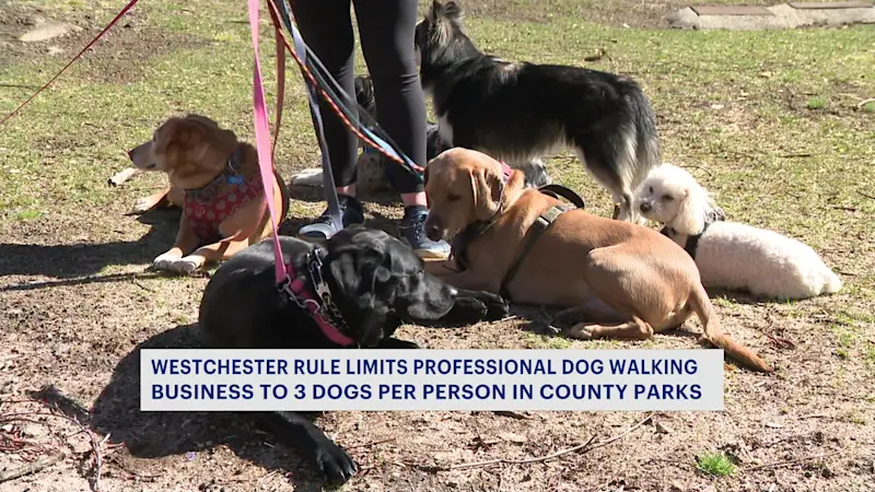 Story image: Local dog walking company expresses concerns about rules in Westchester Parks