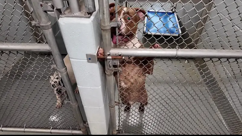 Story image: 'Open your life up.' Bridgeport Animal Control holding free adoption event Saturday