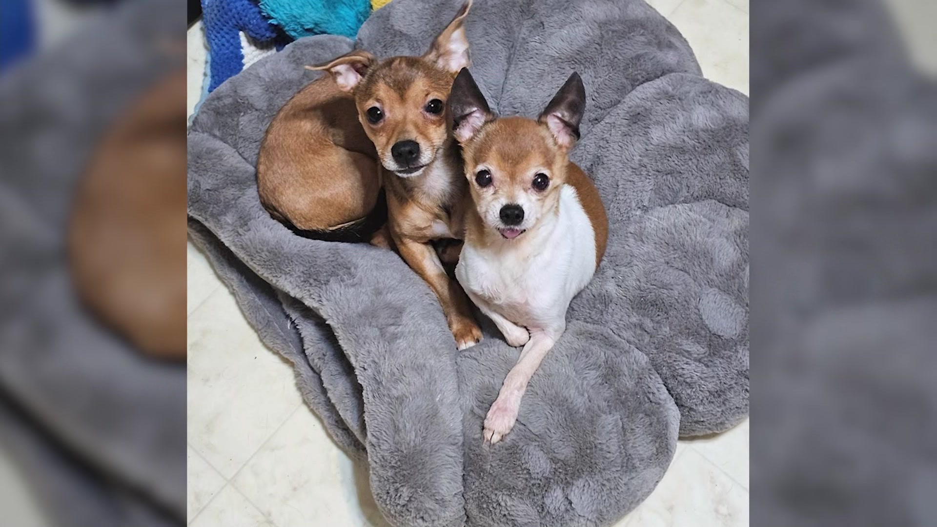 SussexDogsUpdate12p_2026-04-21-12-33-08