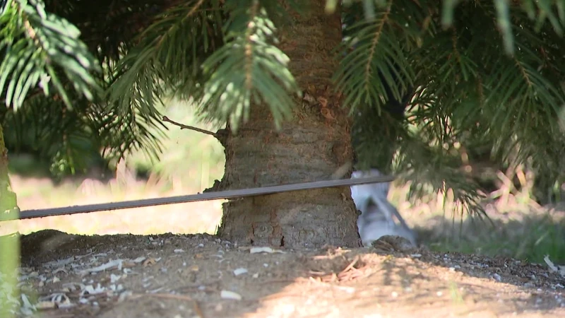 Story image: Experts discuss how lack of rain could impact Christmas trees