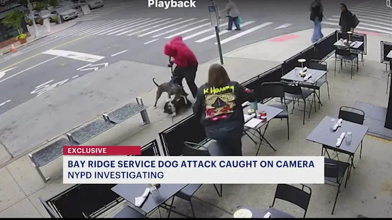 Story image: Exclusive: Bay Ridge woman's service dog attacked on camera 