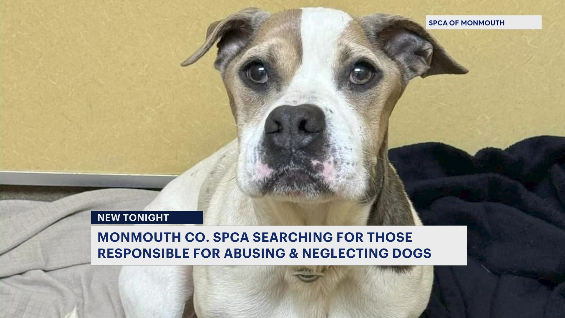 Monmouth orders spca dogs