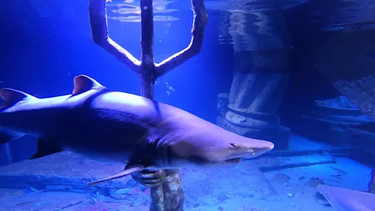 LIEEAquarium731_2026-07-31-05-58-01