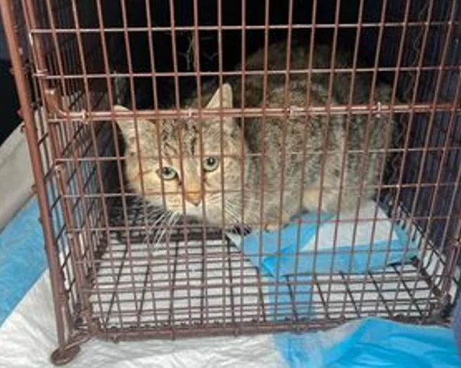 catty