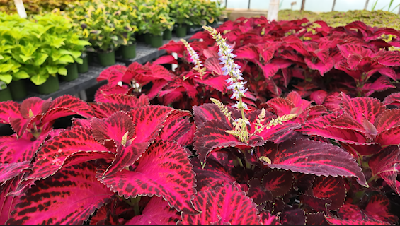 pinch coleus.png