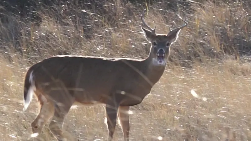 Story image: State DEC begins accepting hunting permits amid deer population boom