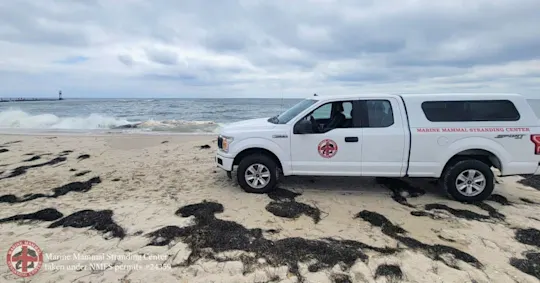 Dead whale at Jersey shore