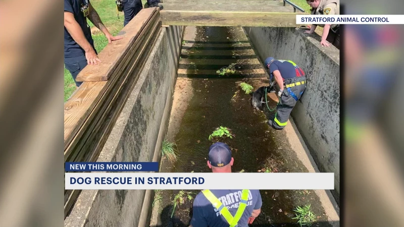 Story image: Little boy helps rescue dog in Stratford