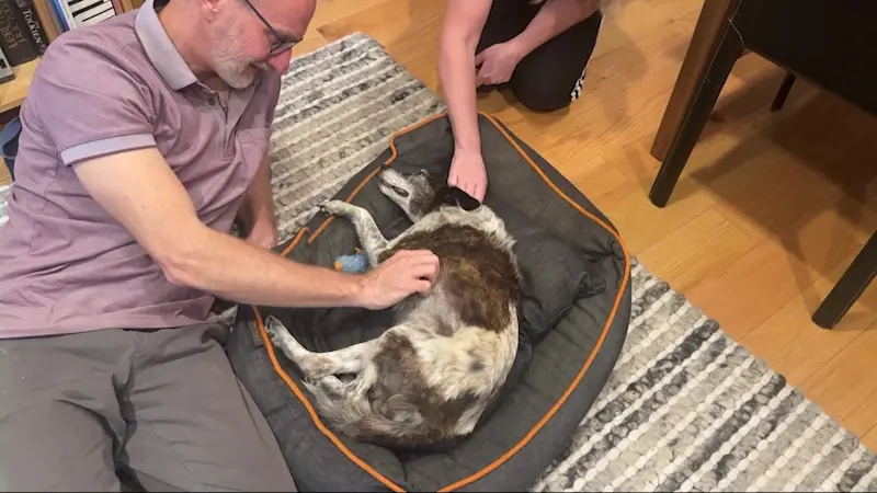 Story image: 12-year-old dog hit by cyclist in Prospect Park to undergo surgery