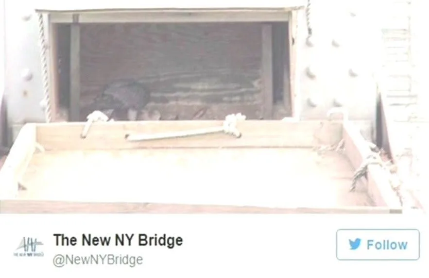 Article 114515 Thumbnail