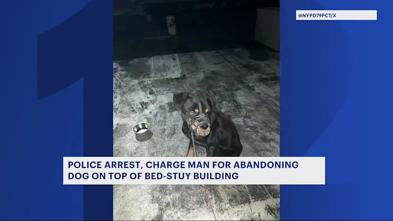 Story image: Abandoned dog rescued by police in Bed-Stuy