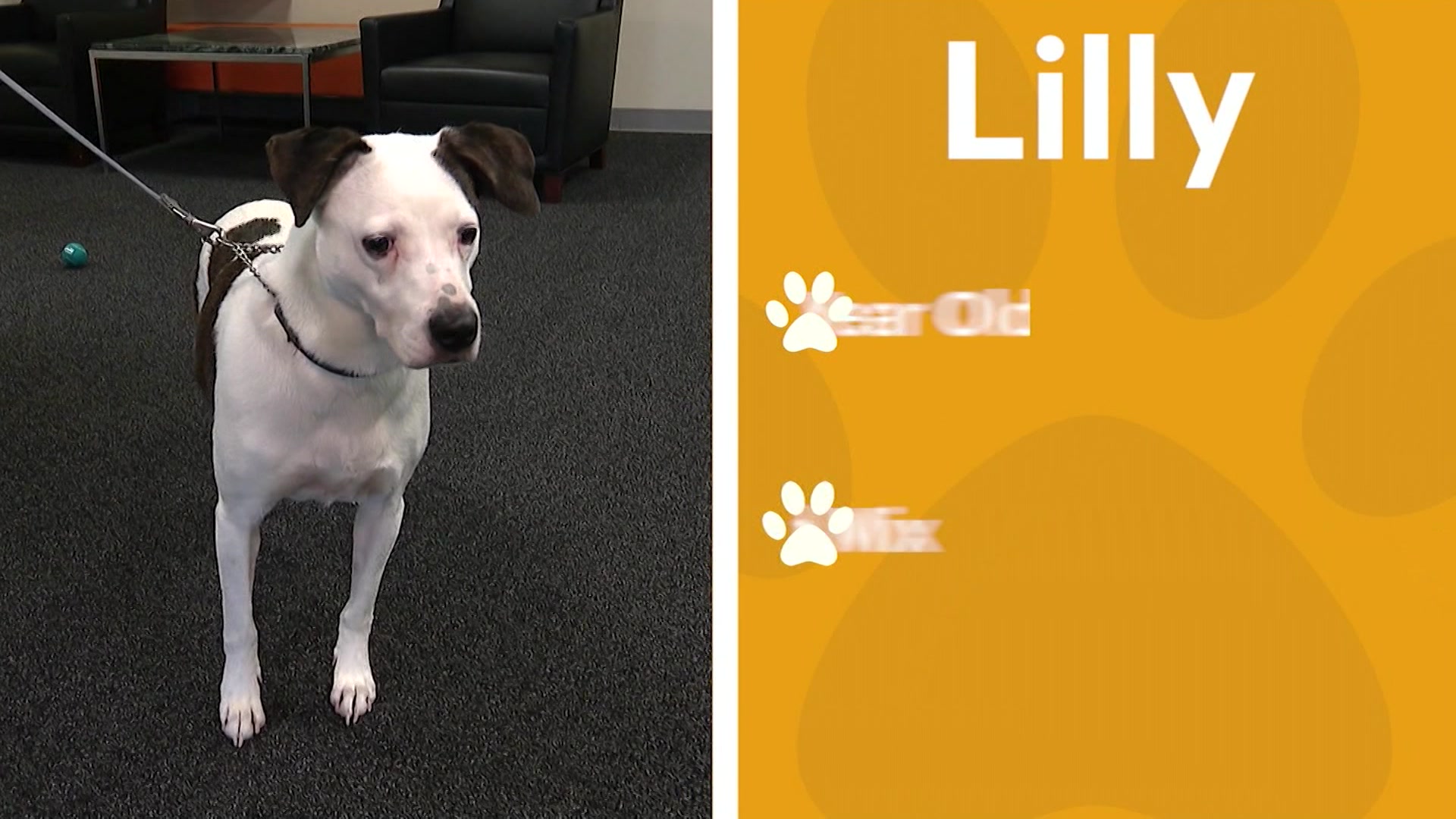 Paws & Pals Dogs up for adoption now at Kent Animal Shelter