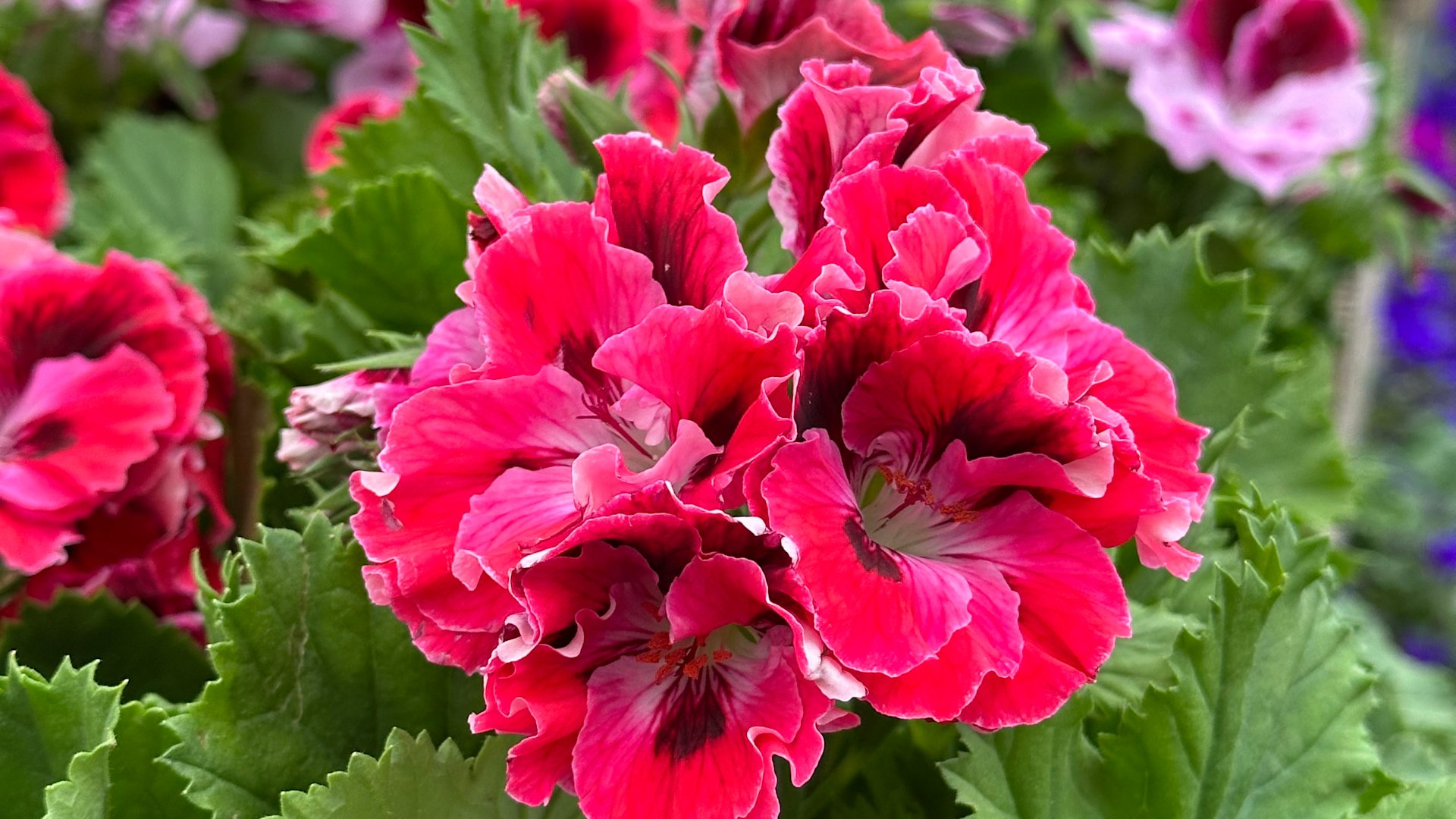 Garden Guide: This is why you should grow Geraniums this summer