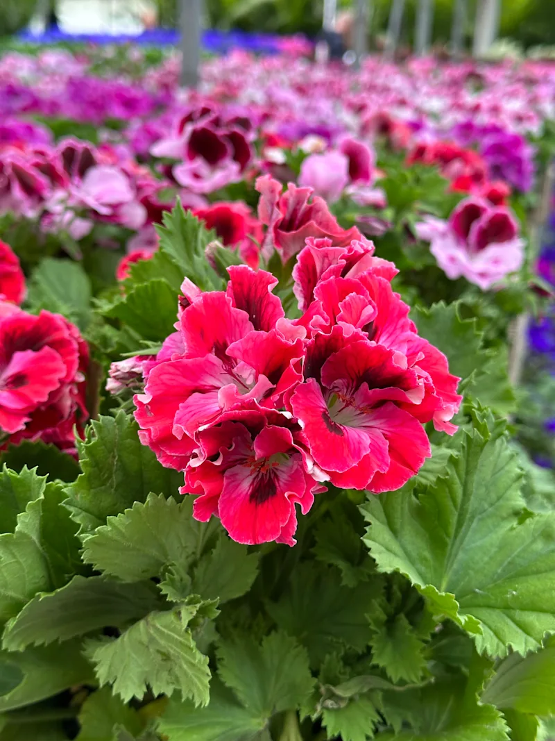 regal geranium.jpeg