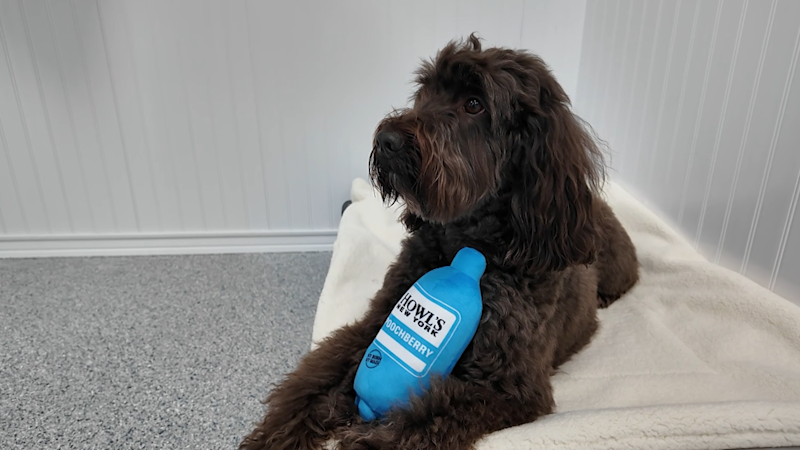 Story image: Wiggles Pet Resort brings luxury pet care to Middlebury