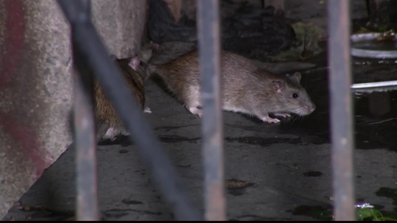 Story image: 'Human behavior fuels rat behavior.' NYC's 'rat czar' encourages New Yorkers to join fight against city rats 