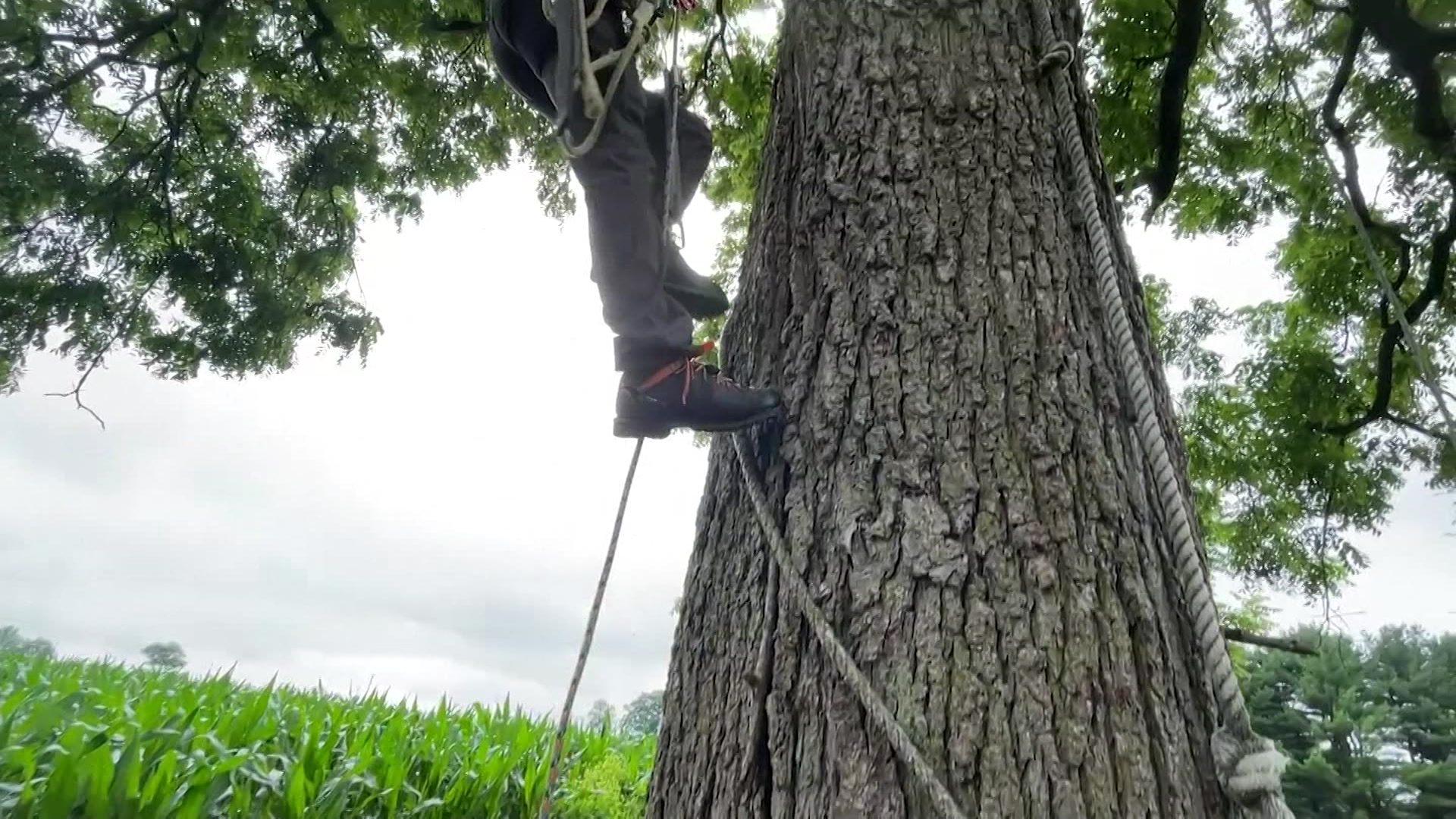 News 12 | New Jersey | Local Arborist To Represent Nj At International ...