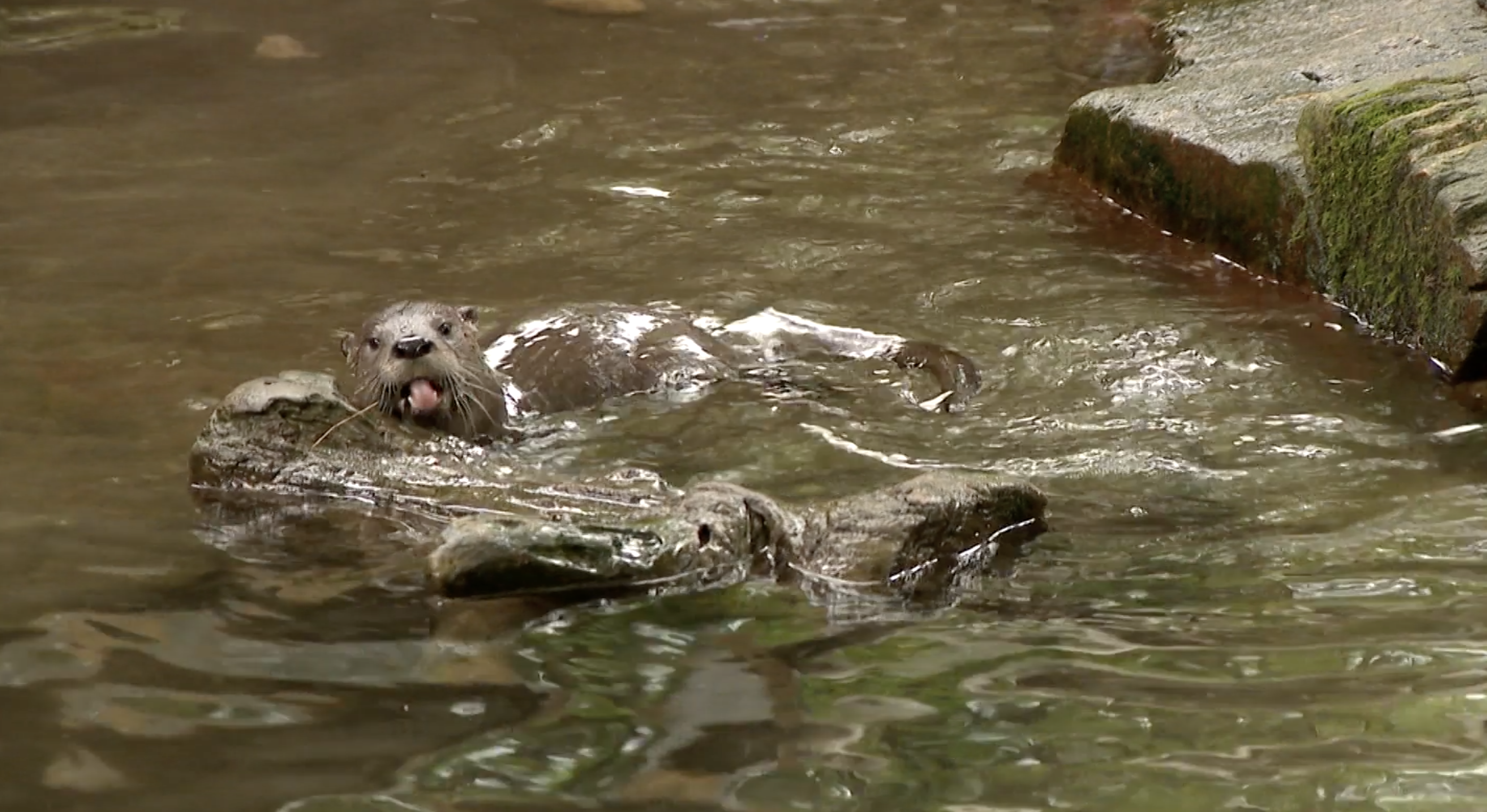 Screen Shot 2023-07-27 at 10.53.31 AM.png