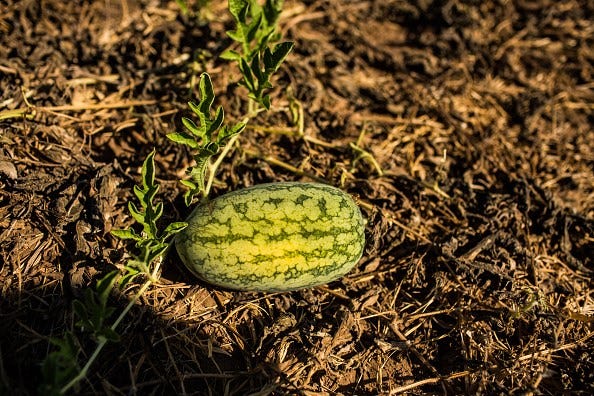 Article 139884 Thumbnail