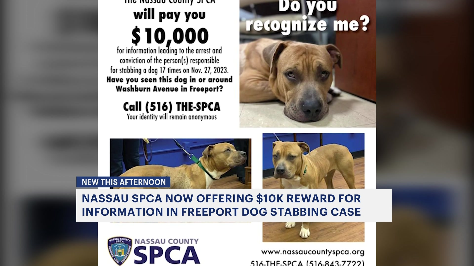 Nassau SPCA Offering $10,000 Reward For Information In Freeport Dog ...