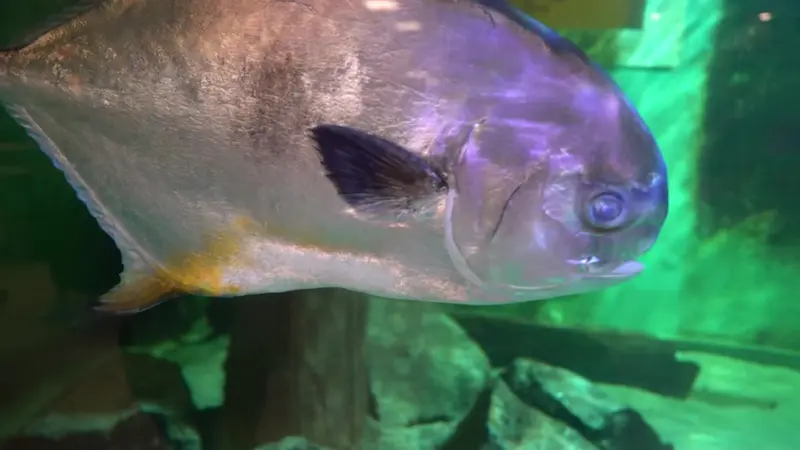 Story image: Atlantic City Aquarium offers hands-on sea life experience 
