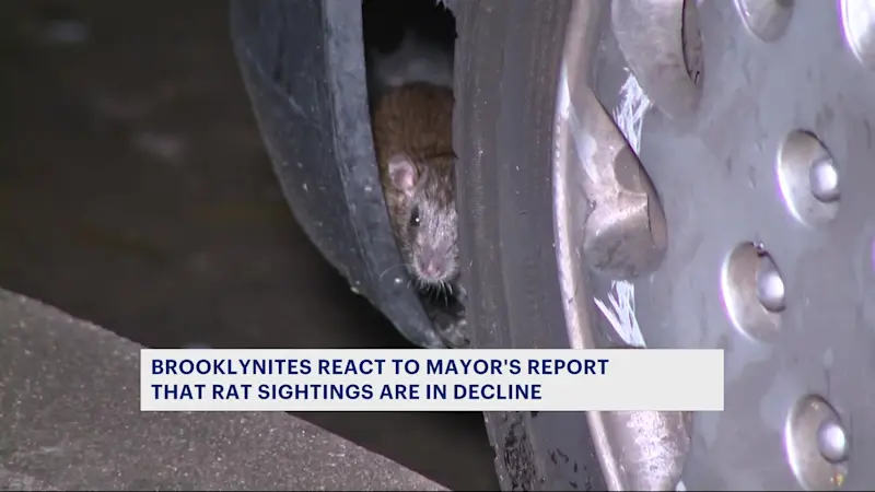 Story image: 'We have seen rats fleeing.' Rat sightings reported to 311 down citywide