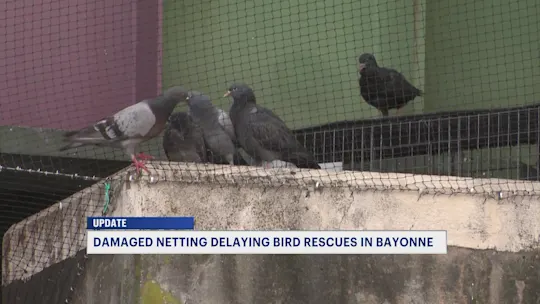 BayonnePigeonsUpdate_2026-09-06-17-13-37