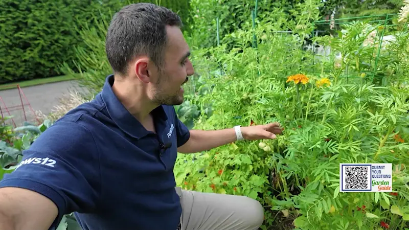 Story image: Garden Guide: 5 common tomato plant problems & how to fix them