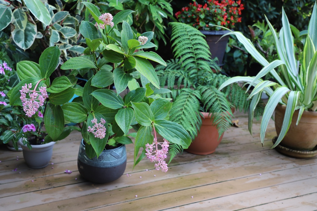 Malaysian Orchid.jpg