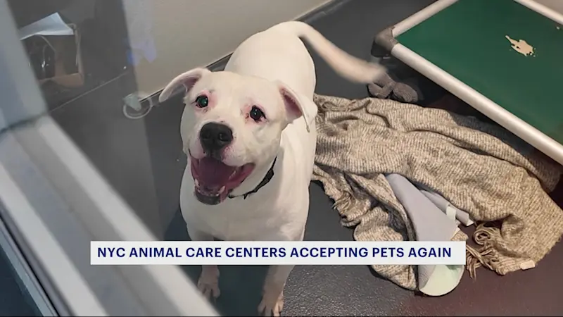 Story image: City animal shelters resume accepting surrenders