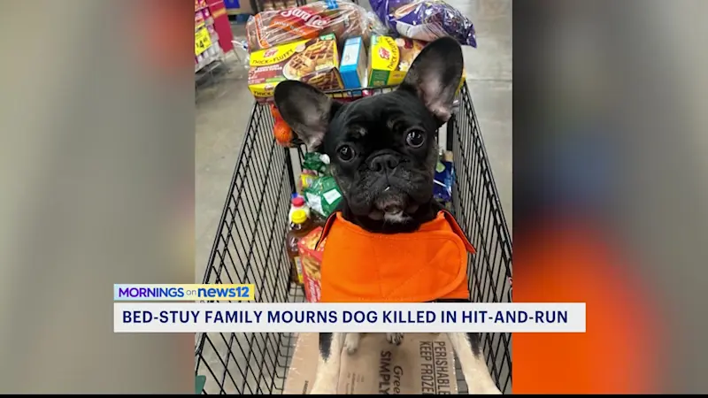 Story image: EXCLUSIVE: Bed-Stuy family heartbroken after family dog killed in hit-and-run