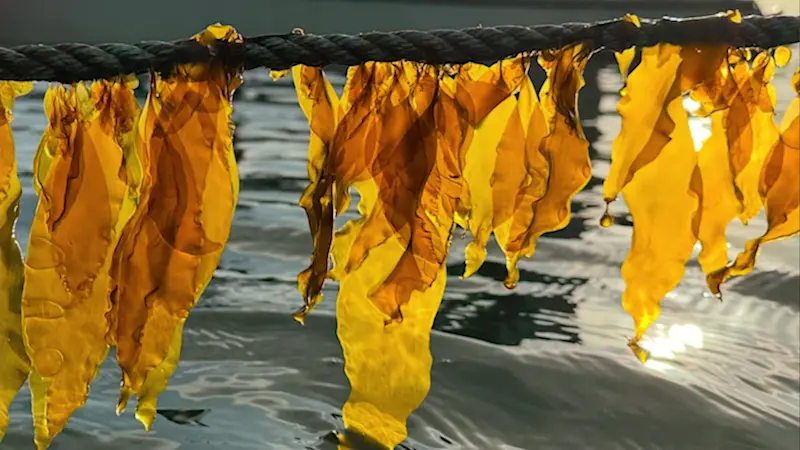 Story image: Kelp farming with former professional basketball champion