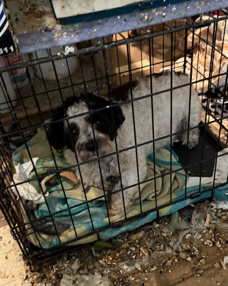 LINorthportAnimalHoarding004.png