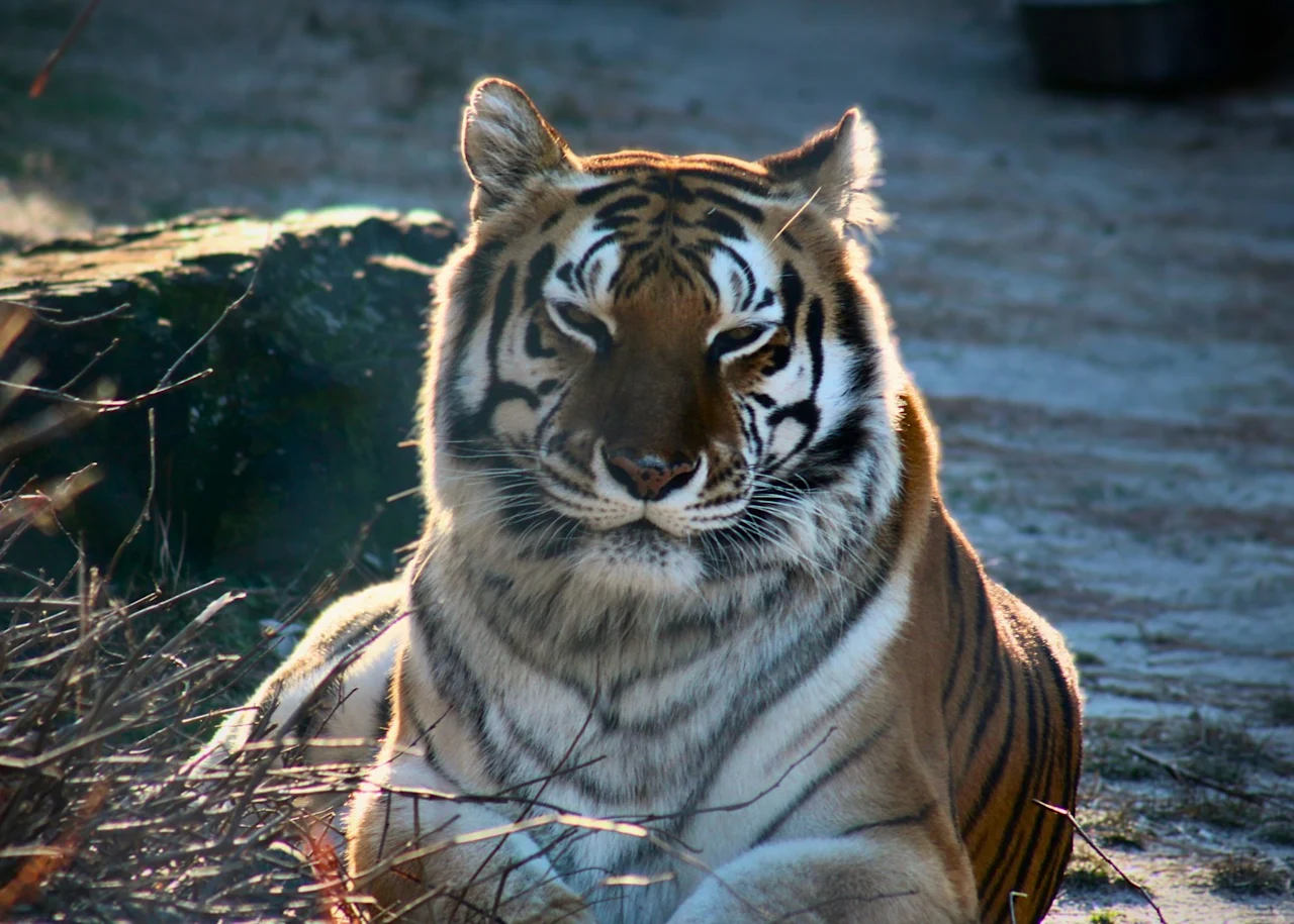 Jess the Tiger