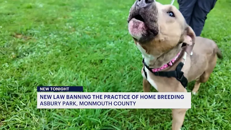 Story image: Asbury Park passes ordinance to ban ‘backyard’ dog and cat breeding