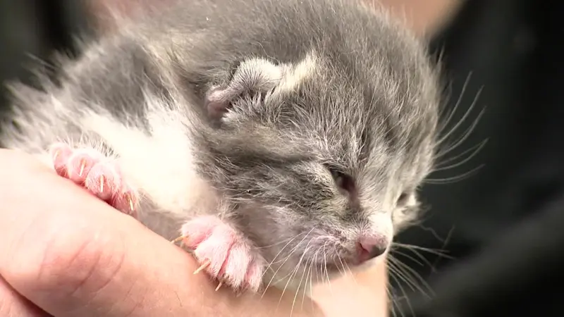 Story image: SPCA seeks assistance to help cats rescued from deplorable conditions in Bohemia