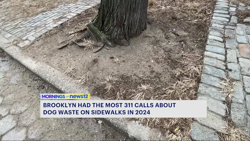 Story image: 311 data: Nearly 700 complaints about dog waste filed in Brooklyn last year