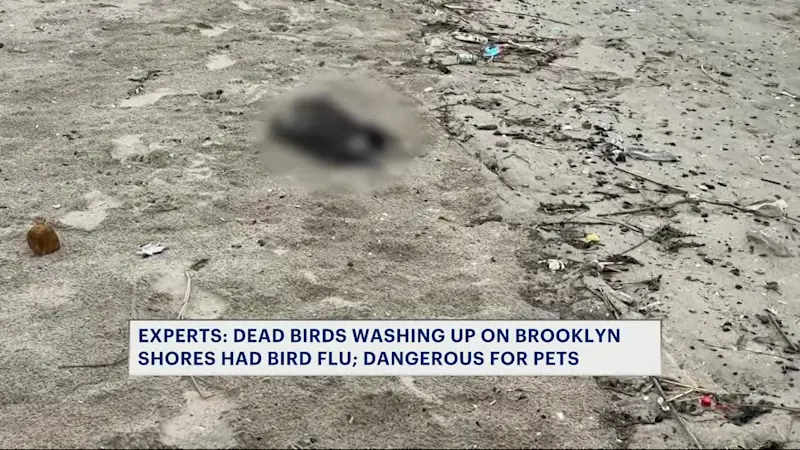 Story image: Dozens of dead birds found along Coney Island shore as bird flu spreads
