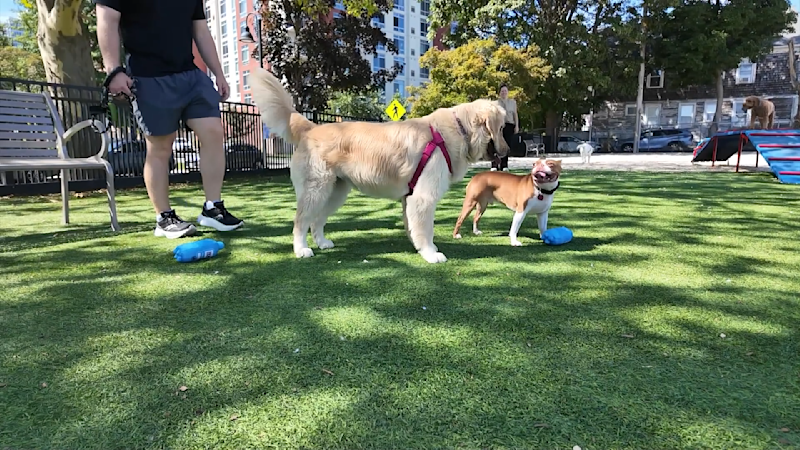 Story image: Dogs at Harbor Point’s agility park get a taste of playtime with a fizzy twist